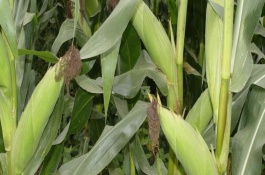 聯(lián)達(dá)F085玉米栽培技術(shù)要點(diǎn)，放赤眼蜂防治玉米螟蟲(chóng)