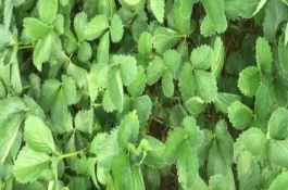 如何養(yǎng)護(hù)沒(méi)有葉片的草莓苗，在大棚內(nèi)種植可以存活