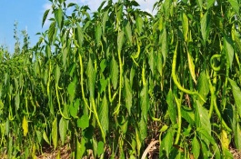 種植辣椒何時(shí)用尿素，適合在3-4月份種植