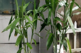 富貴竹怎么水養(yǎng)，適合生長在有散光的半陰處