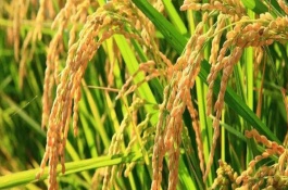 益豐優(yōu)205選水稻栽培技術要點，該品種對稻飛虱有較好的抗性