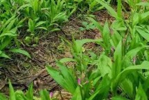 白芨種植有哪些風(fēng)險(xiǎn)，一畝需8000-10000株種苗