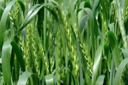 甘春24號(hào)小麥栽培技術(shù)要點(diǎn)，一般在3月中下旬播種