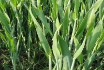 昌麥22小麥栽培技術(shù)要點(diǎn)，每畝適宜基本苗18～22萬(wàn)