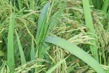 炫兩優(yōu)3006水稻栽培技術(shù)要點(diǎn)，一般4月下旬至5月中旬播種