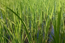 創(chuàng)兩優(yōu)450水稻栽培技術(shù)要點，4月中下旬播種