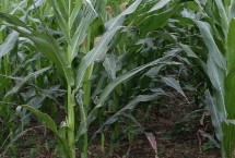 鋒玉201玉米栽培技術(shù)要點(diǎn)，最適宜播種期為春播