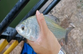 土鯪魚的攝食習(xí)性，一般都在水體底層活動