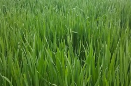 麥苗為什么發(fā)黃，也叫麥苗屬于一年生草本植物