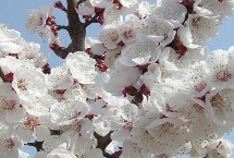 杏花開放的節(jié)氣，最早開放節(jié)氣為雨水