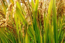 源優(yōu)華占水稻栽培技術(shù)要點(diǎn)，秧苗期防治稻飛虱
