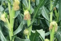 吉耘816玉米栽培技術(shù)要點(diǎn)，4月20日后至5月1日前播種