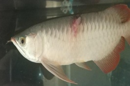 金龍魚鱗片掉了多久能長好，需保持水質(zhì)并投喂高營養(yǎng)的食物