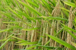花香優(yōu)1618水稻栽培技術(shù)要點(diǎn)，4月中下旬播種
