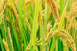 蓮香A水稻品種基本信息，蓮香A水稻種子介紹