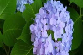繡球花開(kāi)花時(shí)能施肥嗎，可分株也可壓條繁殖