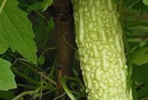 苦瓜的種植時間，南方在1-3月露天種植