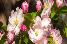 海棠花何時開花，寓意苦戀、頑強不倒等