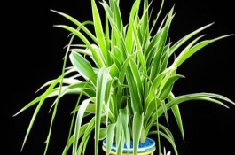 夏季怎么養(yǎng)護(hù)吊蘭，需放在光線良好的位置養(yǎng)護(hù)