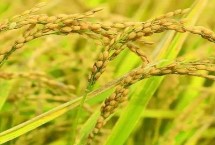 創(chuàng)兩優(yōu)絲苗水稻栽培技術要點，每畝基本苗10左右