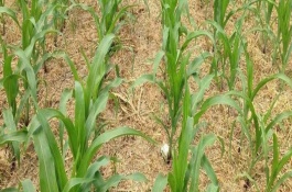 隆豐5號玉米栽培技術要點，注意防治灰斑病