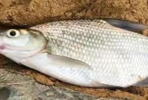 垂釣鳊魚的餌料配方，0.5-1米的深度較合適