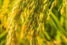 稼信2號(hào)水稻栽培技術(shù)要點(diǎn)，該品種主莖12片葉