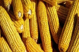 正大648玉米栽培技術(shù)要點，高抗大斑病