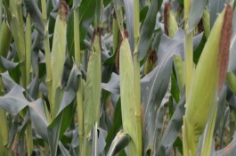 松科861玉米栽培技術(shù)要點(diǎn)，適宜播種期4月下旬～5月上旬
