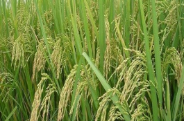 吉農(nóng)大531水稻栽培技術(shù)要點，中抗稻瘟病