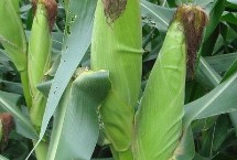 秀春1號玉米栽培技術(shù)要點，注意防治地下害蟲