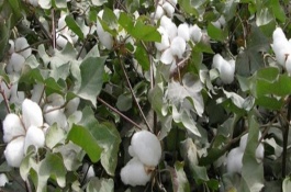 邯686棉花栽培技術(shù)要點(diǎn)，生育期108天