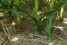 富德98玉米栽培技術(shù)要點，夏播生育期102-105天