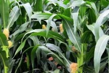 飛天88玉米栽培技術(shù)要點，中抗粗縮病