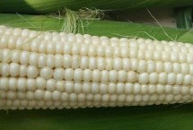 高油玉808玉米栽培技術(shù)要點(diǎn)，高抗大斑病