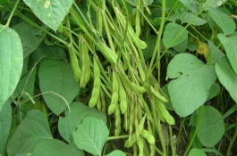 墾農(nóng)38大豆栽培技術(shù)要點(diǎn)，選擇中等肥力地塊種植