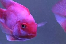 鸚鵡魚的眼睛為什么向外凸出，可能是水質(zhì)水溫或基因變異等