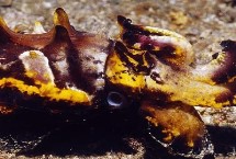 印尼墨魚的毒性毒理，產(chǎn)于印度尼西亞、馬來西亞等地區(qū)