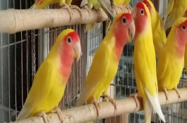 鸚鵡如何驅(qū)體內(nèi)蟲，需要分情況處理