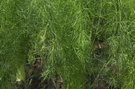 茴香的種植管理技術(shù)，播種前需浸種一天