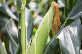 美豫811玉米栽培技術(shù)要點，4月下旬至5月上旬播種