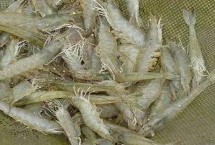 南美白對(duì)蝦的簡(jiǎn)介，產(chǎn)量高、價(jià)值高、抗病力強(qiáng)