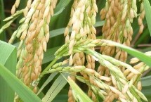 耕香優(yōu)579水稻栽培技術要點，每畝有效穗數(shù)17.0萬穗