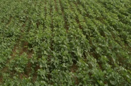中黃58大豆栽培技術(shù)要點，種植密度每畝3-5萬株