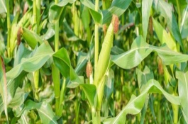 五谷702玉米栽培技術(shù)要點，中抗彎孢菌葉斑病5MR