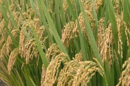 岡香707水稻栽培技術(shù)要點，該品種屬秈型三系雜交水稻