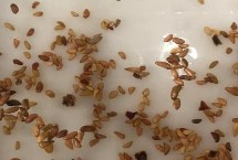 紙巾催芽方法，不同的方法適用于不同種子