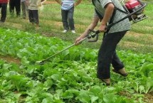 喹硫磷屬于限用農(nóng)藥嗎，非限用農(nóng)藥、可對(duì)蔬菜使用