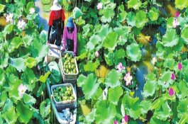 蓮子冬天會不會凍死，通常是在夏季進(jìn)行