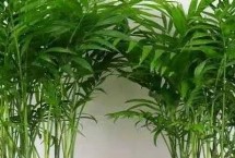 散尾竹放在家里好嗎，散尾竹葉片寬厚、鳳尾竹葉片細小